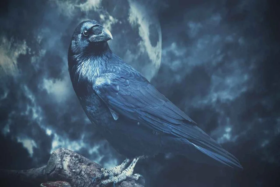 Crow Meaning Spiritual