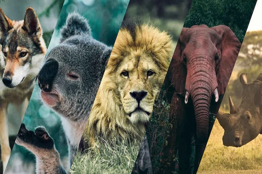 Spirit Animal Quiz