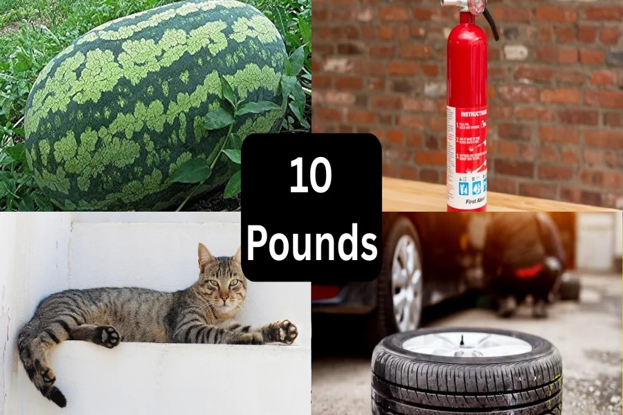 what weighs 10 pounds