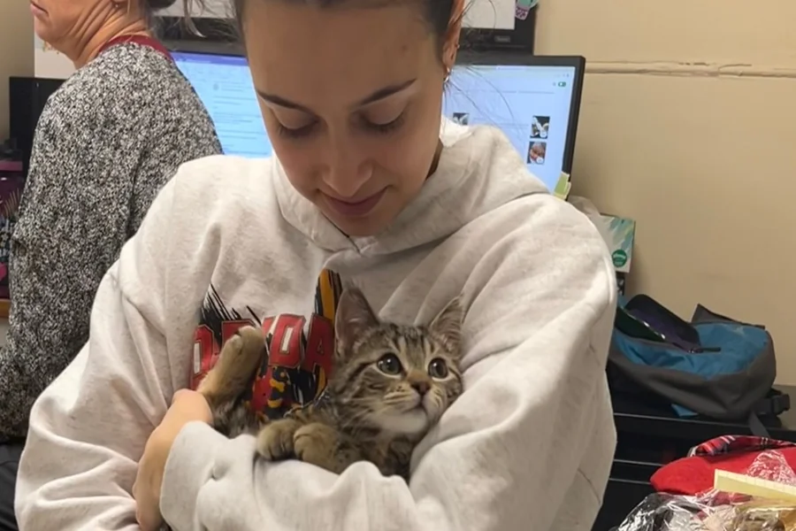 From Anxiety to Calm How Cats Offer Emotional Support