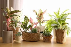 Indoor Plant Decor Ideas for Fresh and Stylish Interiors